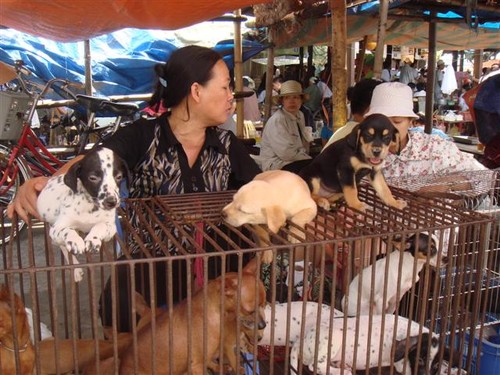 Hang-Markt – eine Besonderheit in Hai Phong - ảnh 1